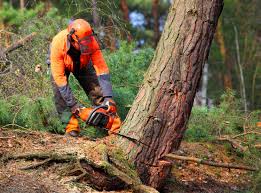 Best Lawn Dethatching Services  in Bay Pines, FL