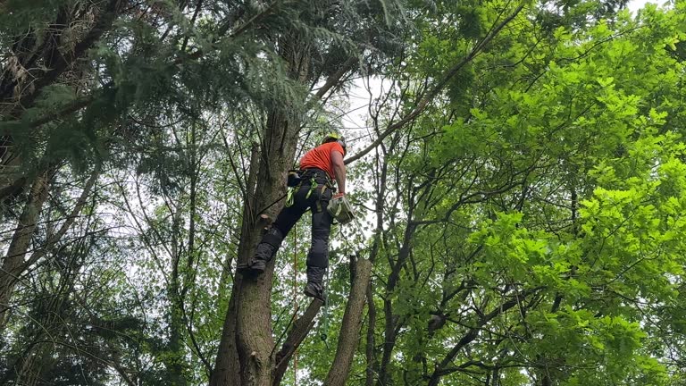 Best Tree Mulching Services  in Bay Pines, FL