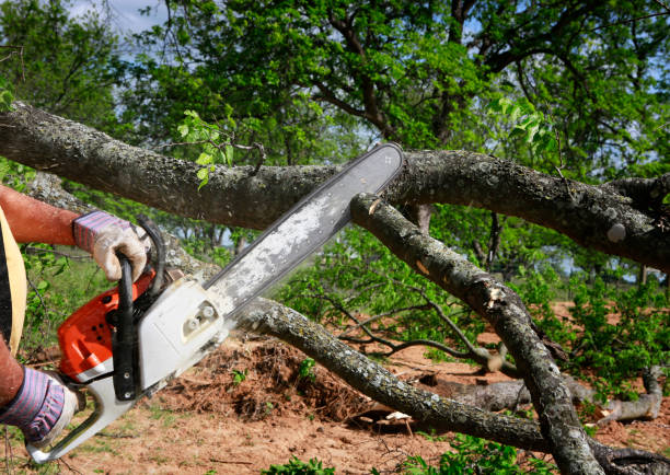 Best Tree Disease Treatment  in Bay Pines, FL